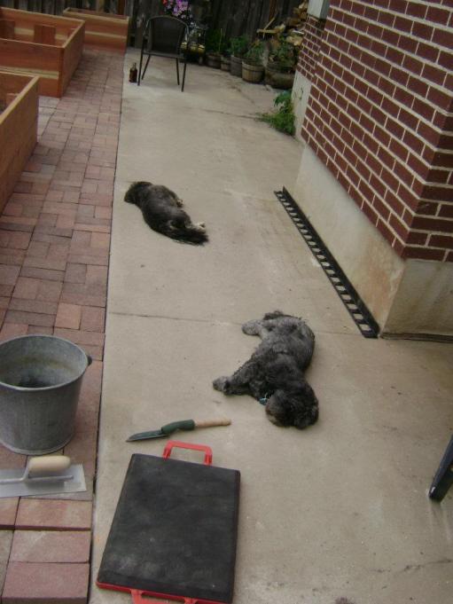 Laying pavers all day in the heat makes a guy dog gone tired
