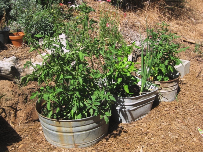 Five galvanized tubs with drainage holes hold tomatoes, green onions and jalapeno peppers