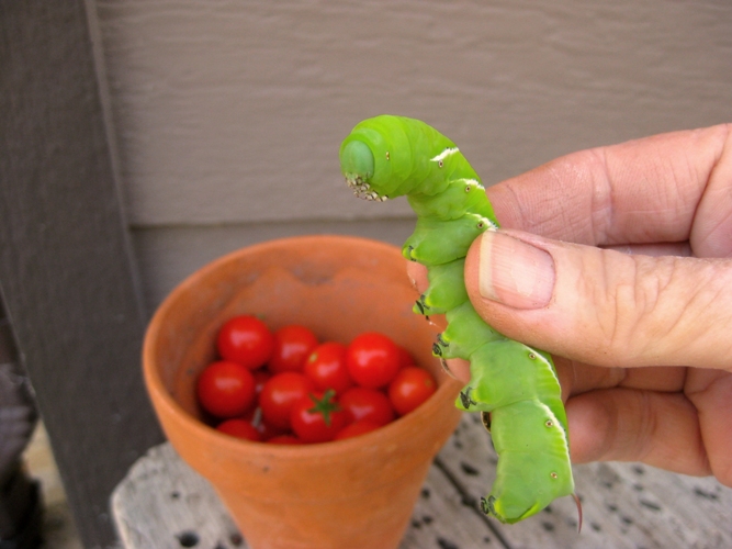 Watch for this guy, a tomato worm. They say these, (not this one), turn into hummingbirds moths.